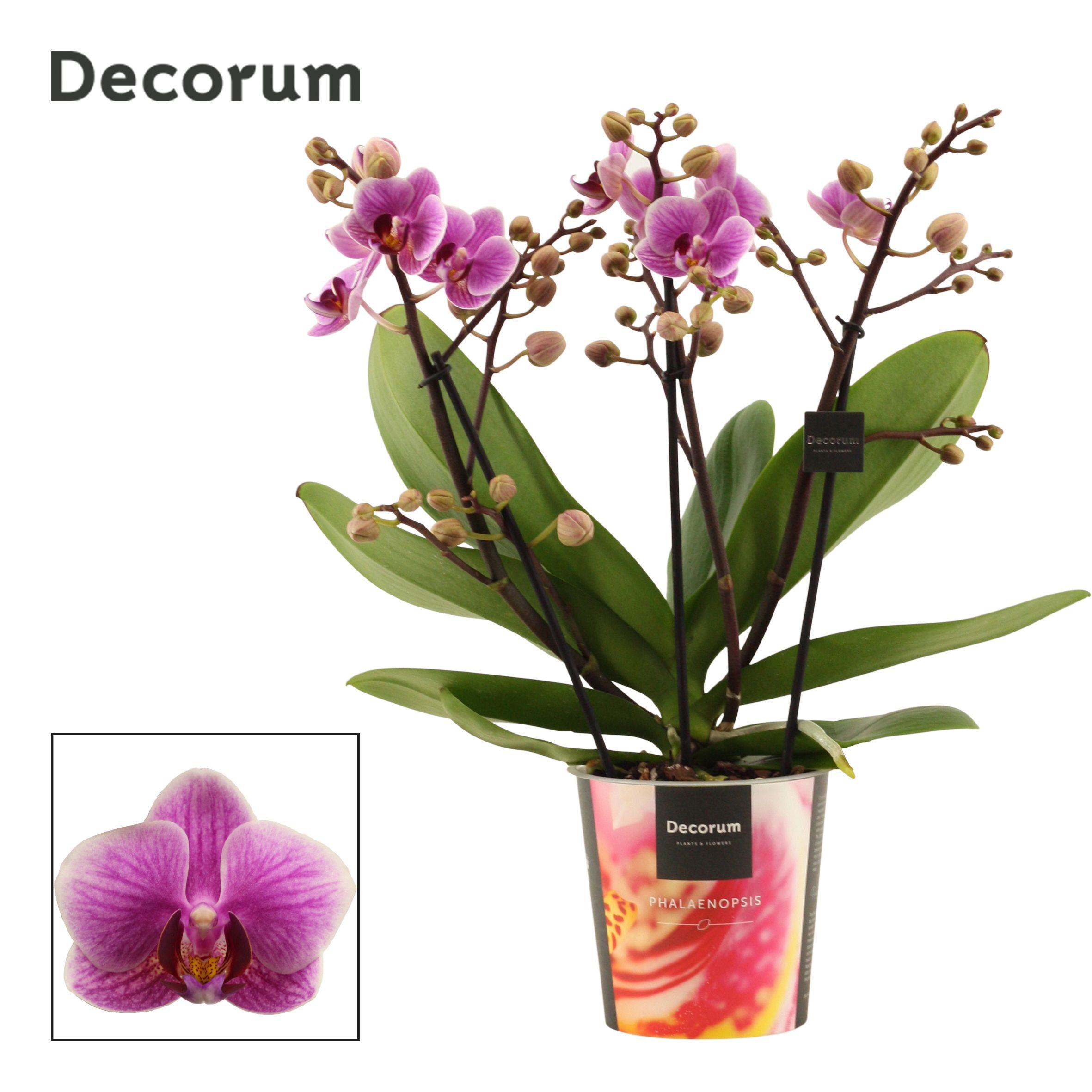 Горшечные цветы и растения оптом Phal 3-4st Dazzling Diva (decorum) от 6шт из Голландии с доставкой по России