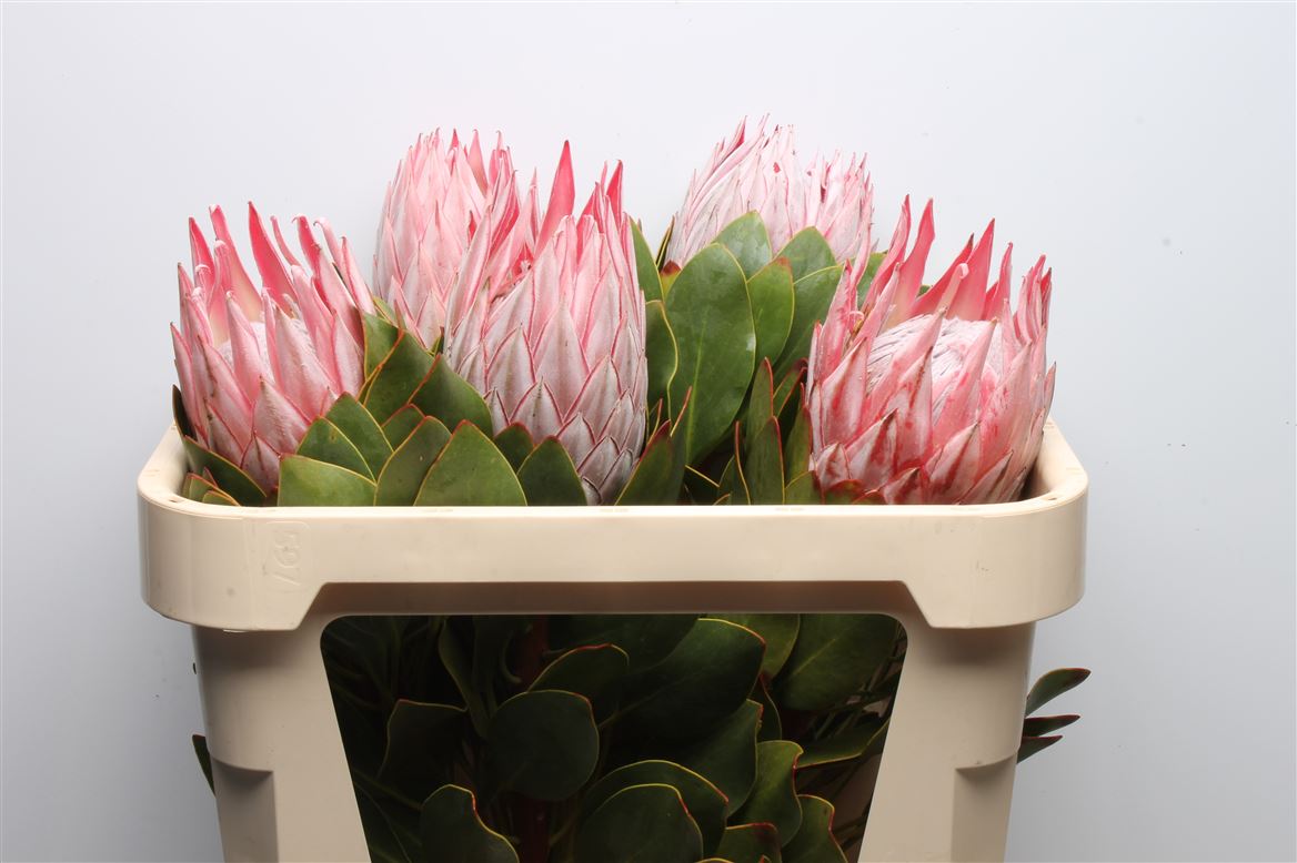 Срезанные цветы оптом Protea cynaroides (king) от 5шт из Голландии с доставкой по России