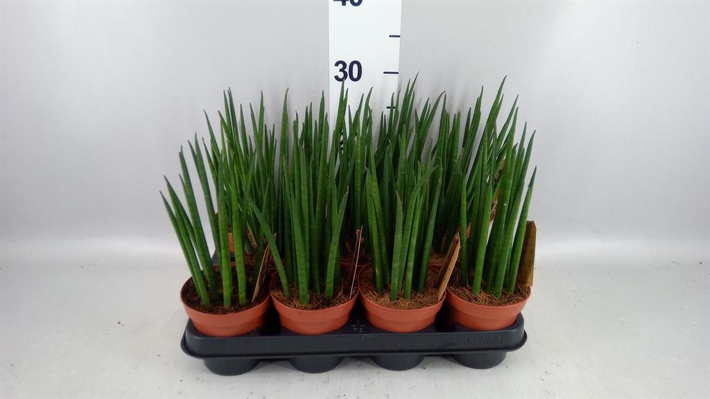 Горшечные цветы и растения оптом Sansevieria Bacularis от 11шт из Голландии с доставкой по России