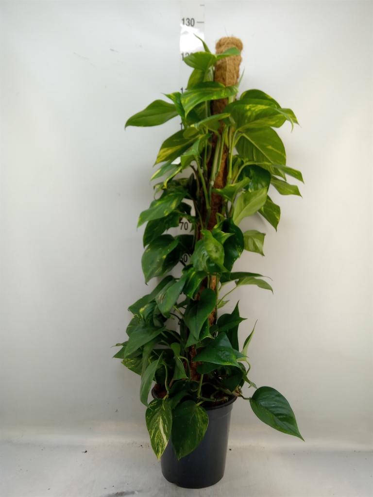 Горшечные цветы и растения оптом Epipremnum Pinn.   ...moss Stick от 1шт из Голландии с доставкой по России