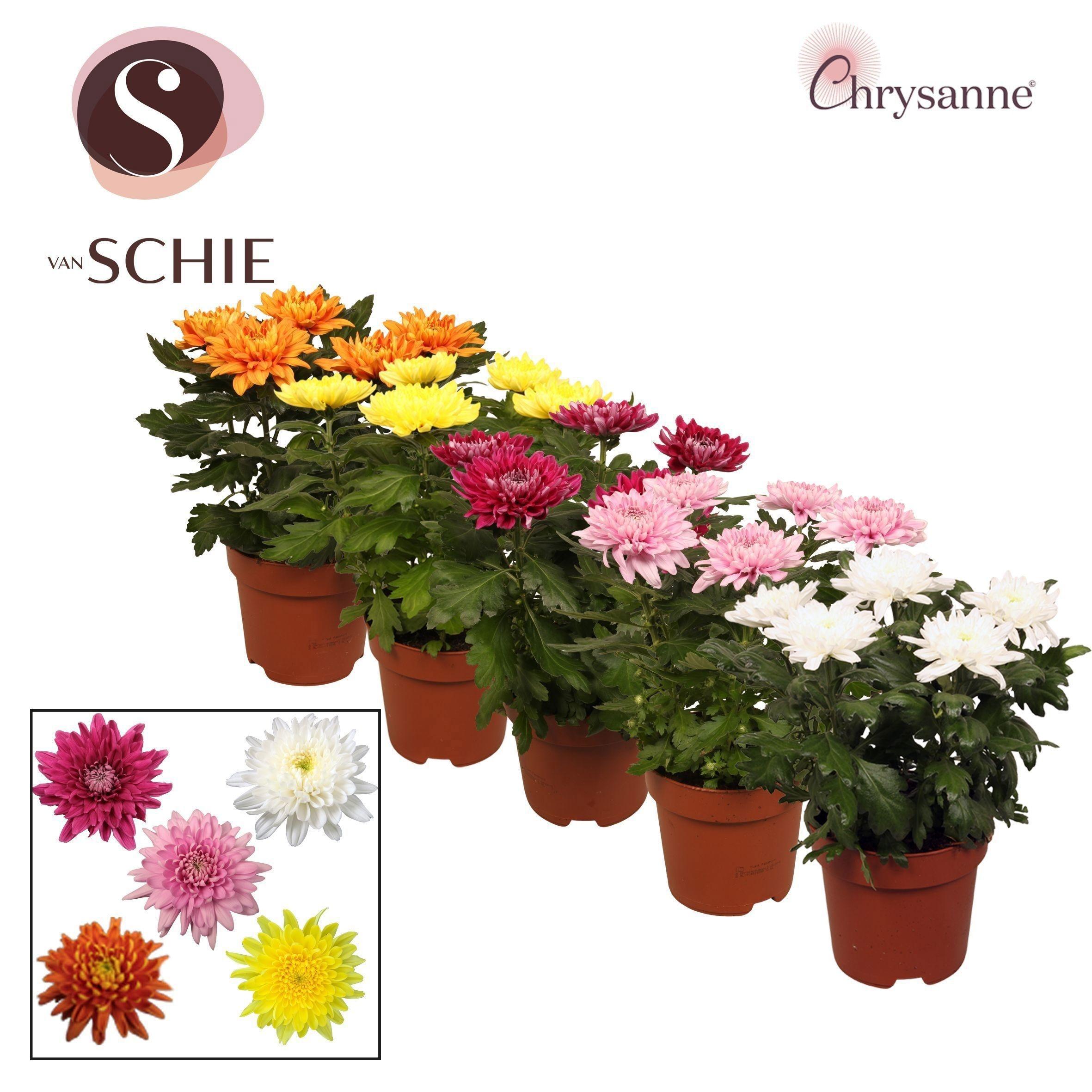 Горшечные цветы и растения оптом Chrys Supnova Gem A от 6шт из Голландии с доставкой по России