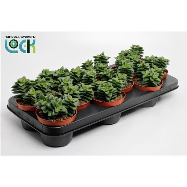 Горшечные цветы и растения оптом Crassula Spring Time от 9шт из Голландии с доставкой по России