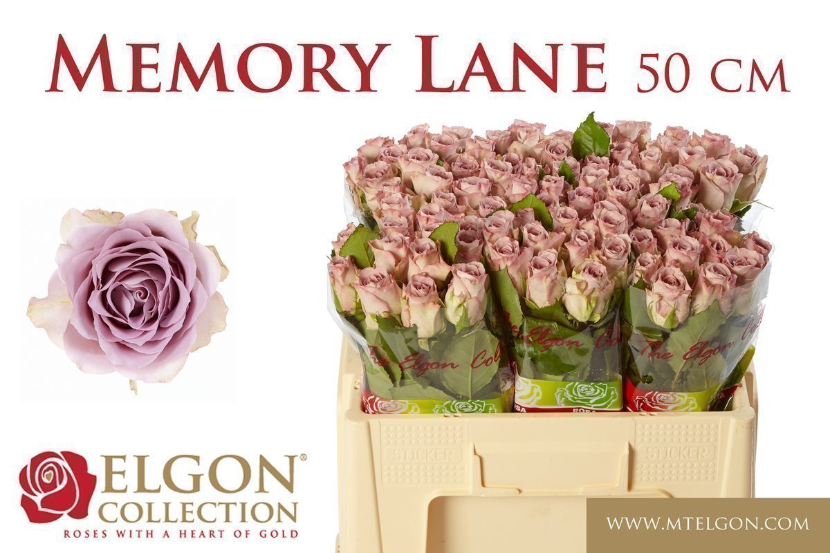 Срезанные цветы оптом Rosa large memory lane от 80шт из Голландии с доставкой по России