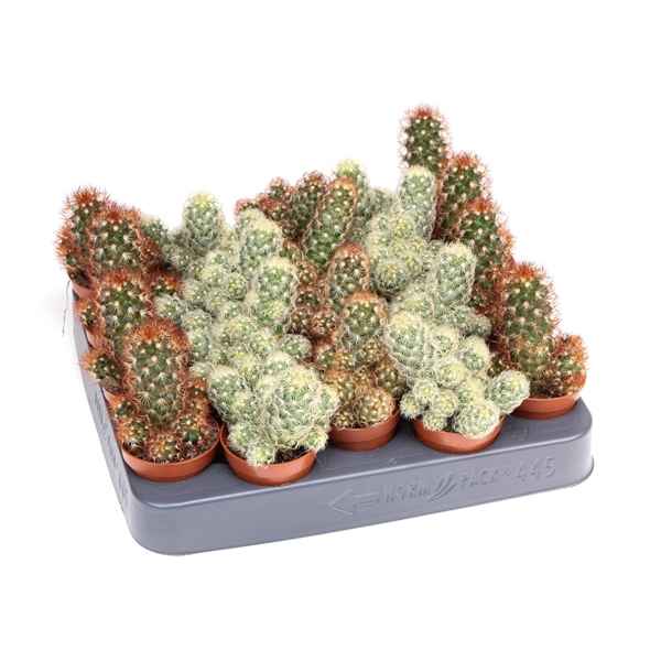 Горшечные цветы и растения оптом Cactus Elongata Mix от 20шт из Голландии с доставкой по России