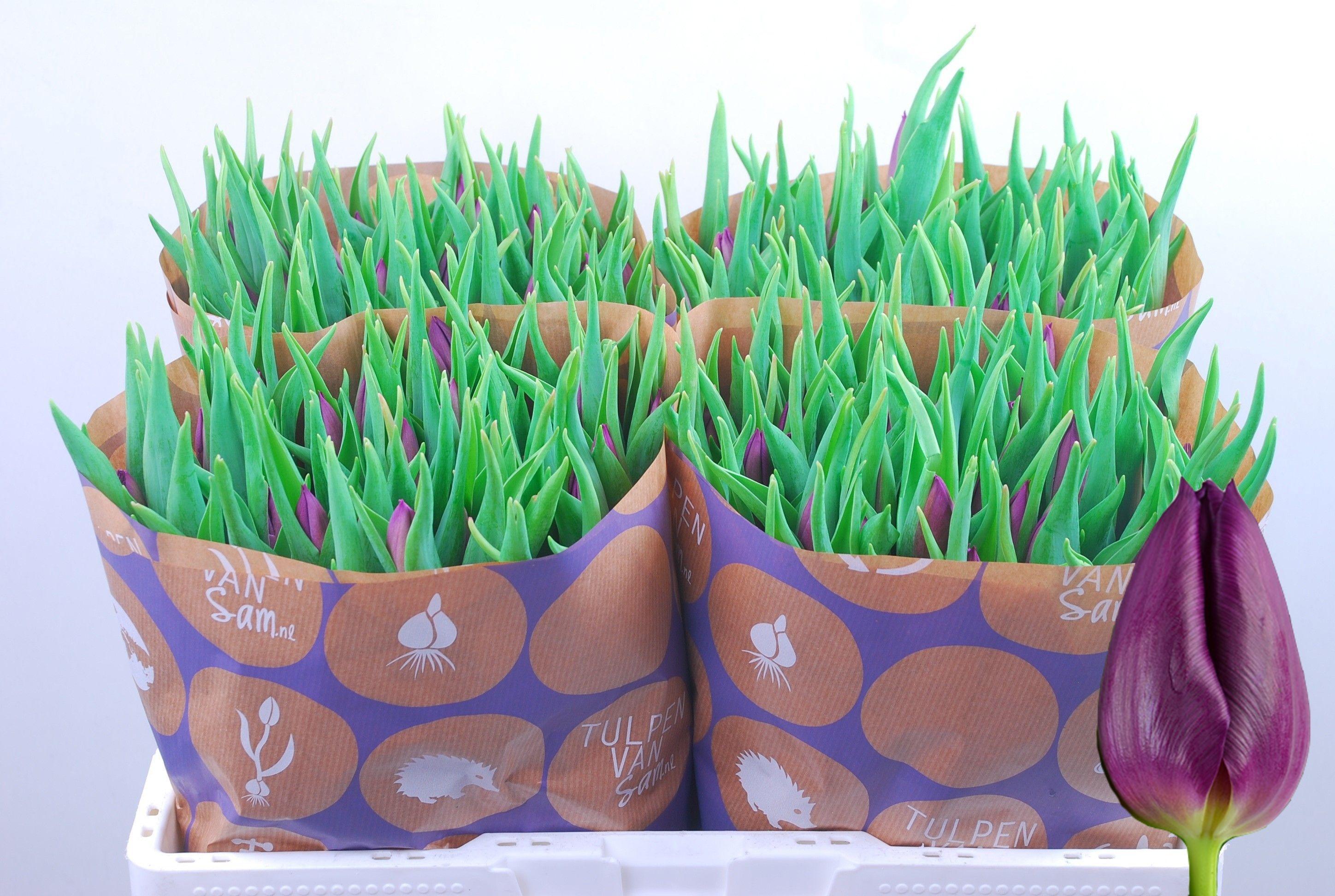 Срезанные цветы оптом Tulipa si laptop от 200шт из Голландии с доставкой по России