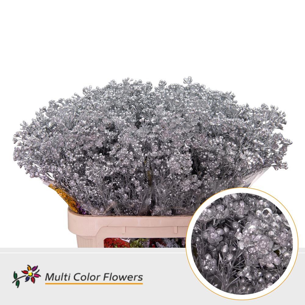 Срезанные цветы оптом Chamelaucium paint silver от 75шт из Голландии с доставкой по России