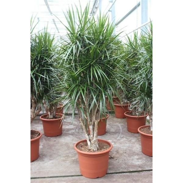 Горшечные цветы и растения оптом Drac Marginata от 1шт из Голландии с доставкой по России