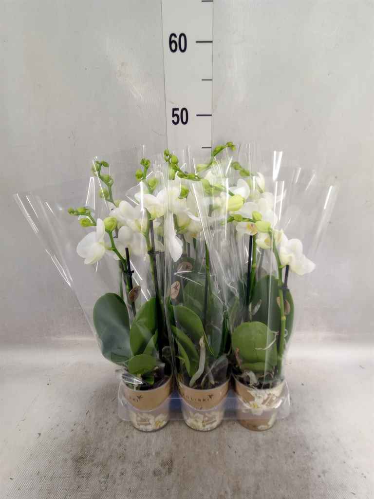 Горшечные цветы и растения оптом Phalaenopsis Multi.   ...white от 6шт из Голландии с доставкой по России