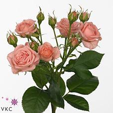 Срезанные цветы оптом Rosa spray odilia от 240шт из Голландии с доставкой по России