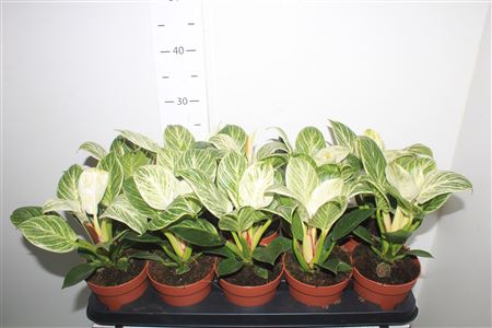 Горшечные цветы и растения оптом Phil White Wave от 10шт из Голландии с доставкой по России