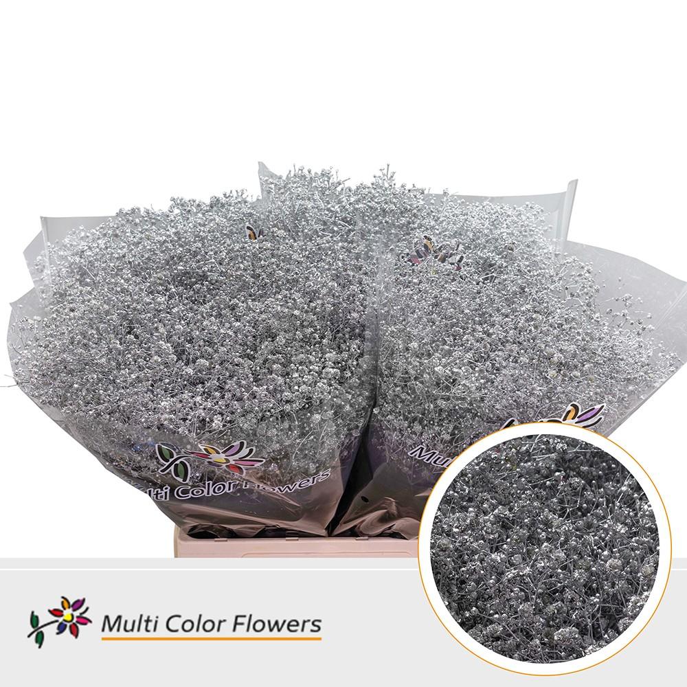 Срезанные цветы оптом Gyps large paint silver от 100шт из Голландии с доставкой по России