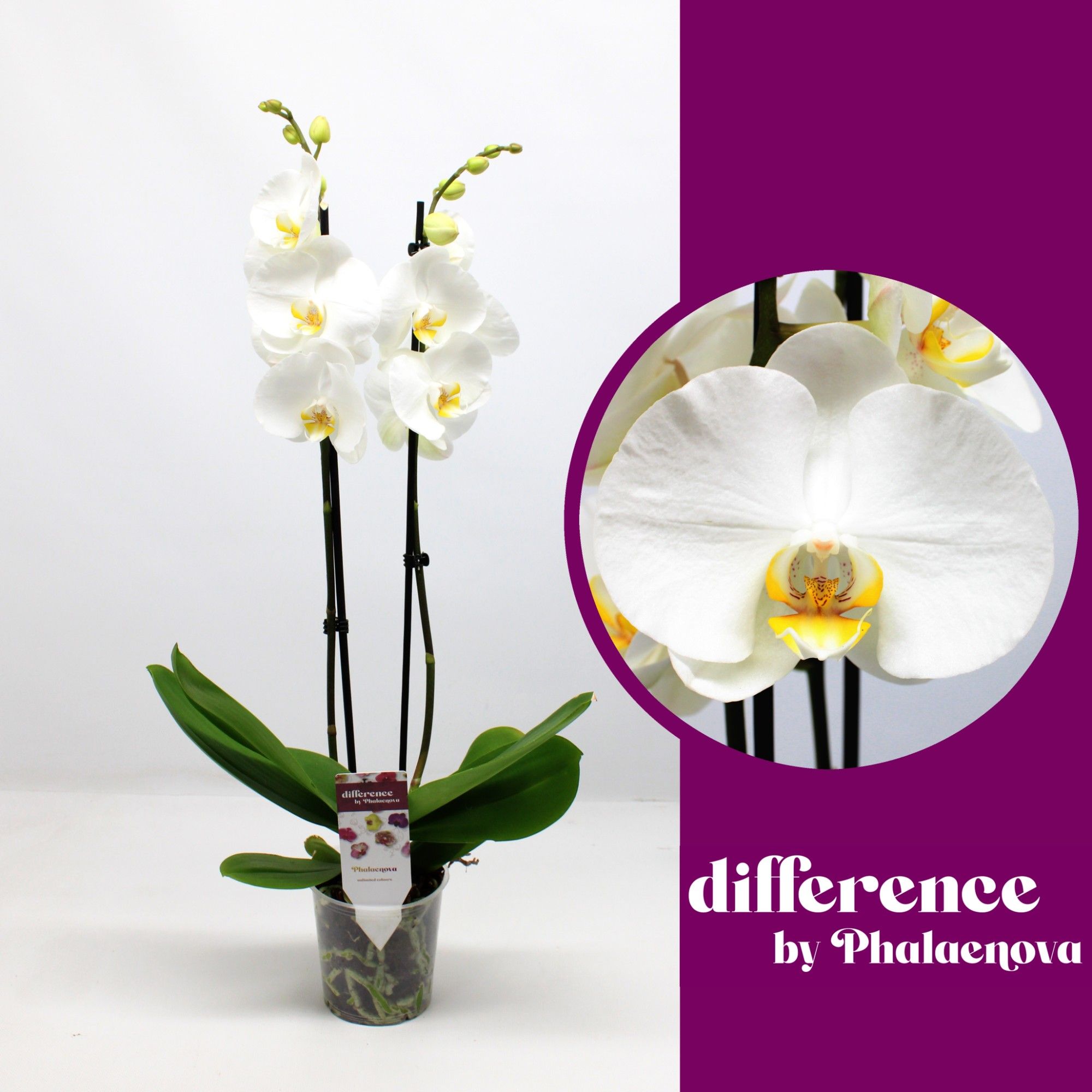 Горшечные цветы и растения оптом Phal 2st White (phalaenova) от 10шт из Голландии с доставкой по России