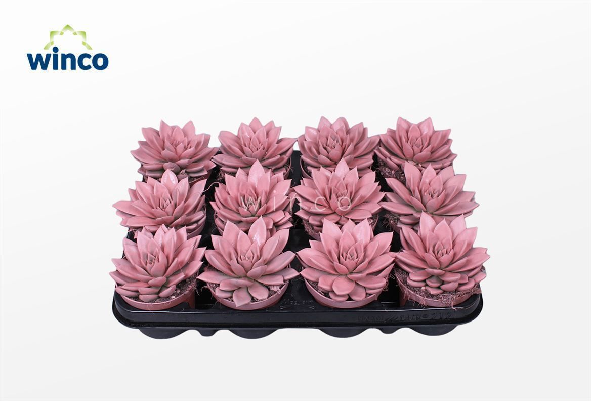Горшечные цветы и растения оптом Echeveria Agavoides Paint Pink от 12шт (для телеги) из Голландии с доставкой по России