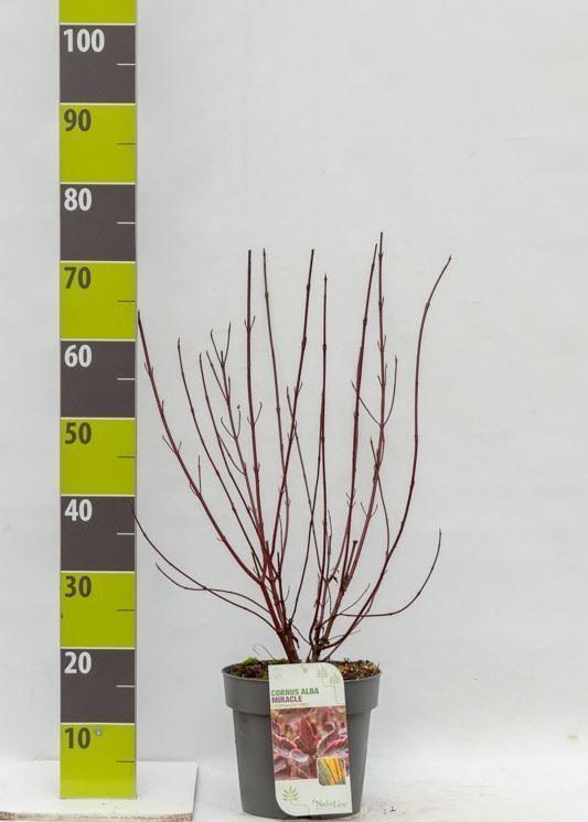 Горшечные цветы и растения оптом Cornus Alba от 1шт из Голландии с доставкой по России
