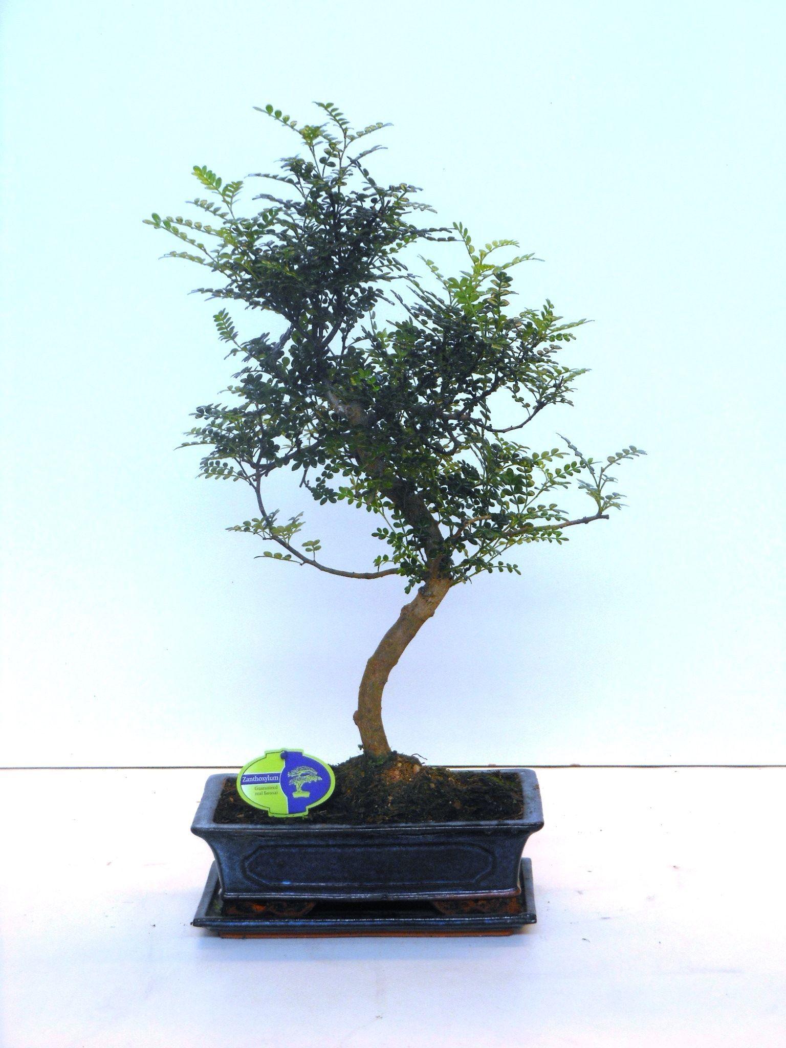 Горшечные цветы и растения оптом Bonsai Zanthoxylum Piperitum, 30cm., Shape, With D от 2шт из Голландии с доставкой по России