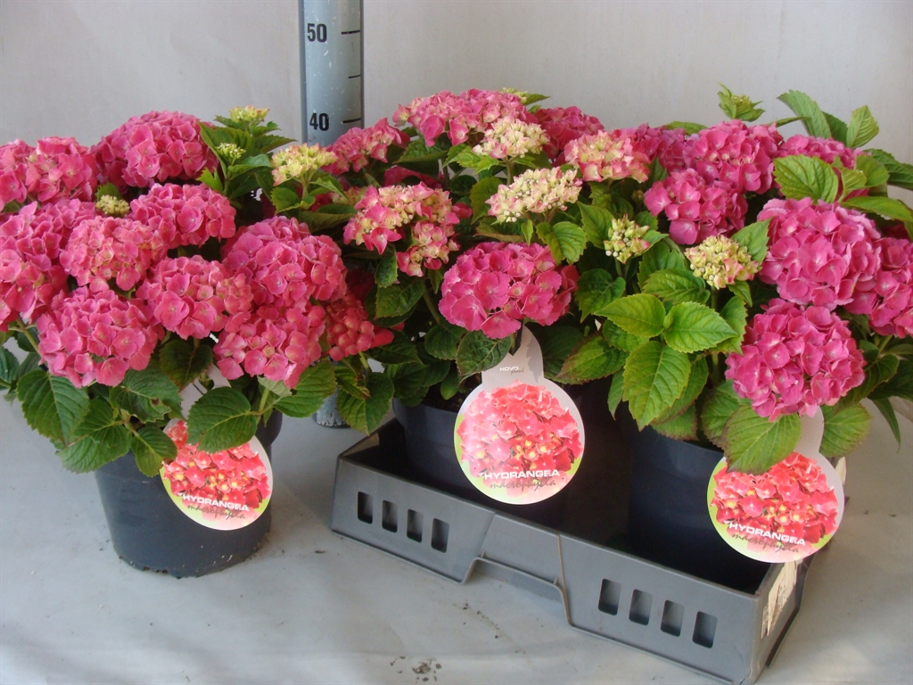 Горшечные цветы и растения оптом Hydrangea Mac. от 3шт' из Голландии с доставкой по России