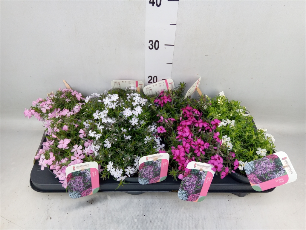 Горшечные цветы и растения оптом Phlox Sub. от 8шт из Голландии с доставкой по России