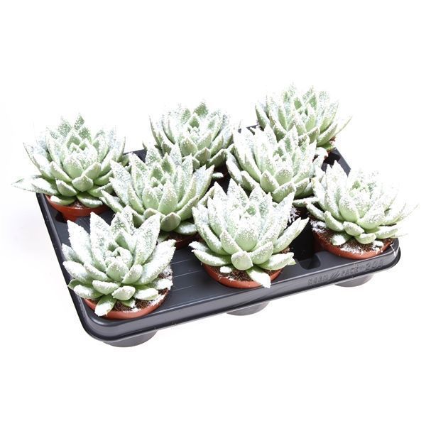 Горшечные цветы и растения оптом Echeveria Miranda Snow от 8шт из Голландии с доставкой по России