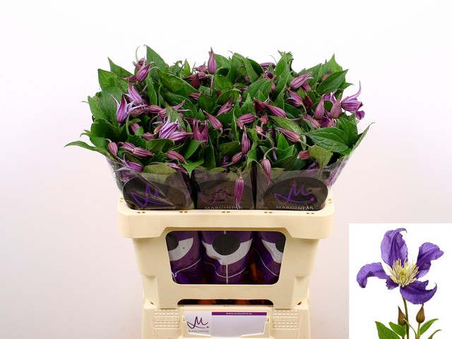Срезанные цветы оптом Clematis pirouette от 60шт. из Голландии с доставкой по России
