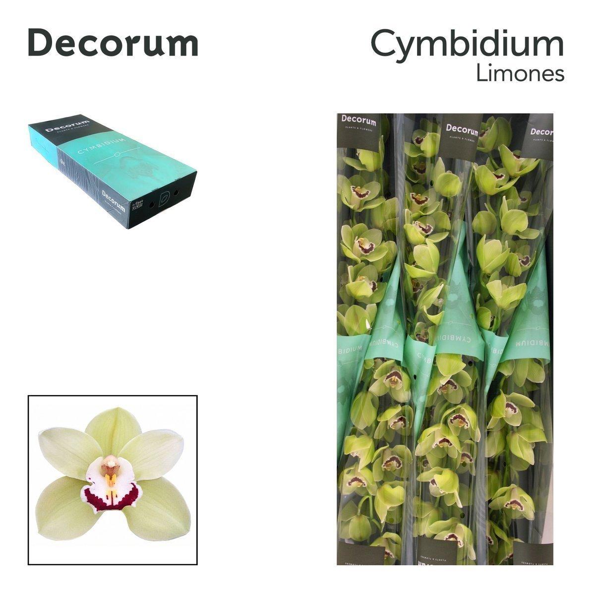 Срезанные цветы оптом Cymbidium green limones от 6шт из Голландии с доставкой по России