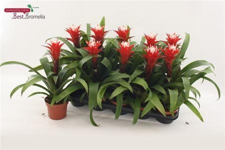 Горшечные цветы и растения оптом Guzmania Hope от 10шт из Голландии с доставкой по России