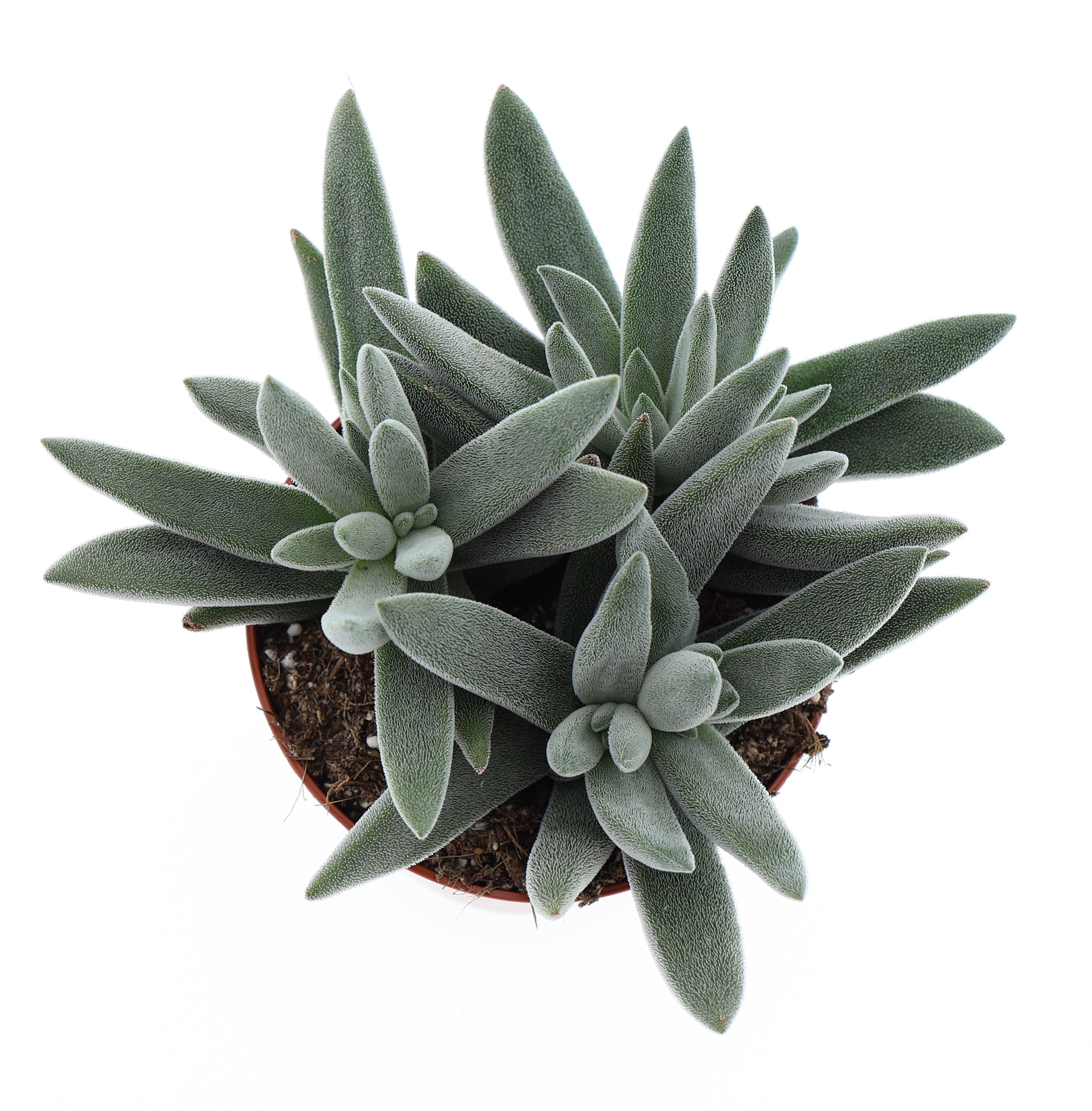 Горшечные цветы и растения оптом Crassula Silver от 12шт (для телеги) из Голландии с доставкой по России