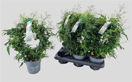 Горшечные цветы и растения оптом Jasm Polyanthum Wit Bow 300+ от 6шт из Голландии с доставкой по России