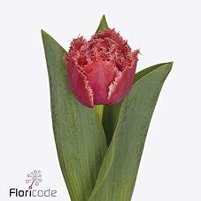 Срезанные цветы оптом Cymbidium red green los angeles от 6шт из Голландии с доставкой по России