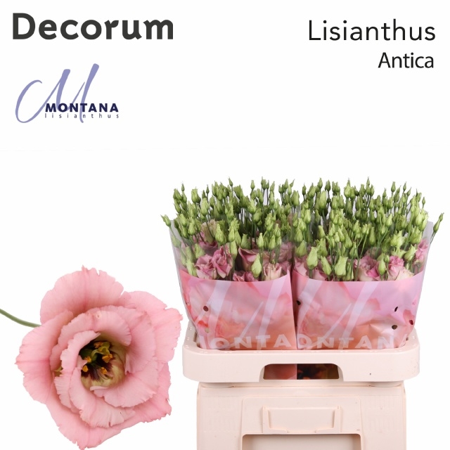 Срезанные цветы оптом Lisianthus do antica от 40шт из Голландии с доставкой по России