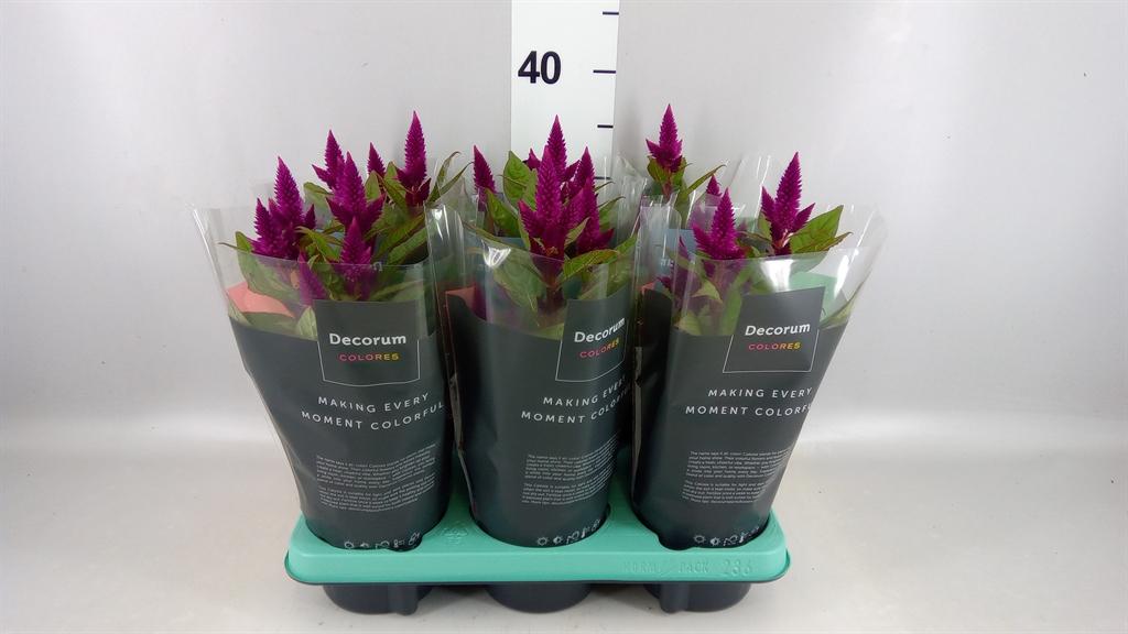 Горшечные цветы и растения оптом Celosia Spic. deep Purple от 6шт из Голландии с доставкой по России