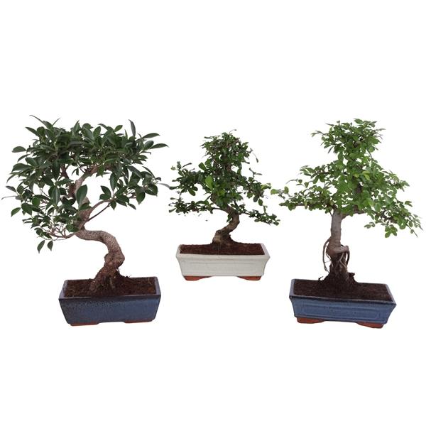 Горшечные цветы и растения оптом Bonsai Mix In Ceramic от 4шт из Голландии с доставкой по России