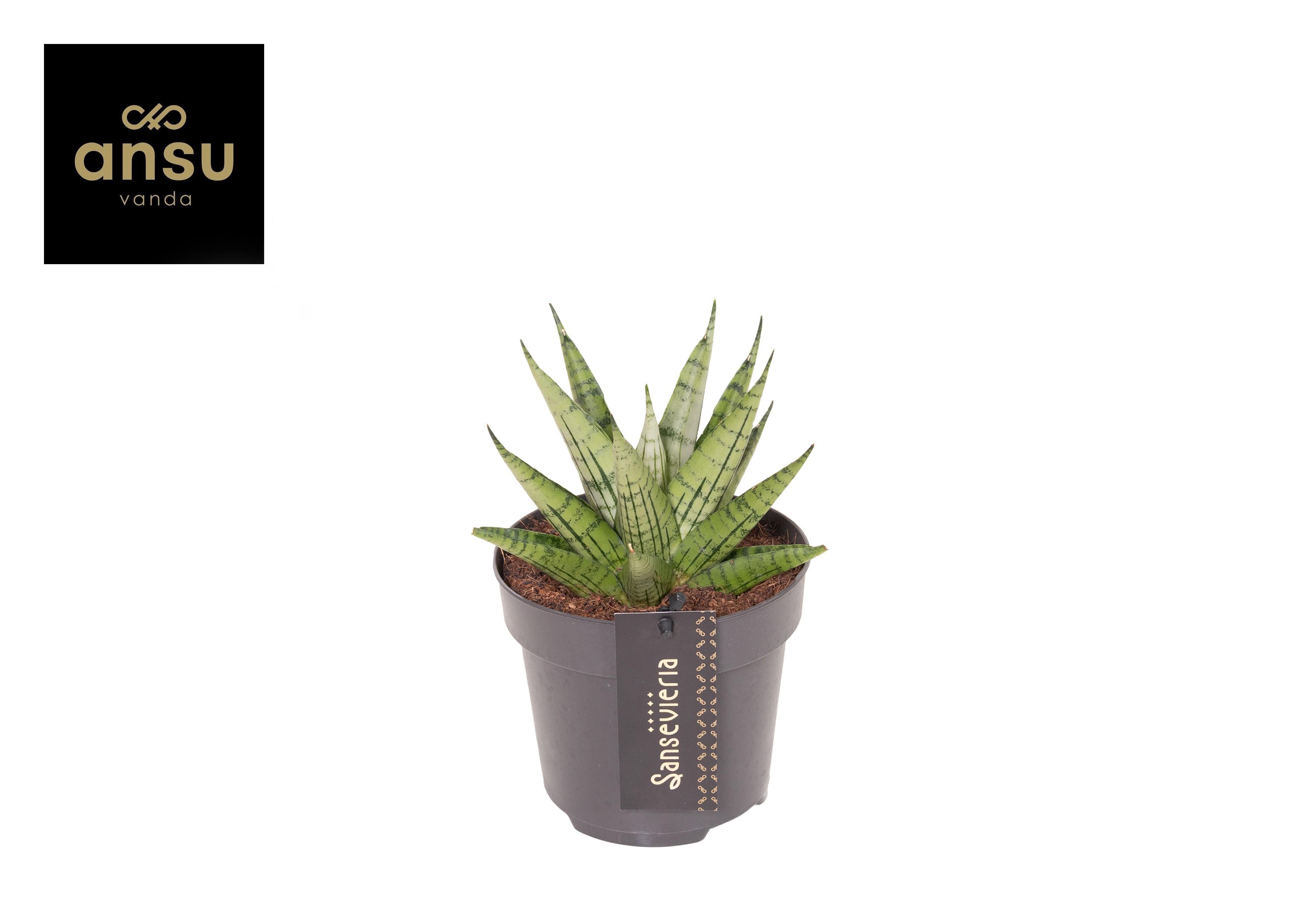 Горшечные цветы и растения оптом Sansevieria Comet Mini Queen No. 2 от 10шт из Голландии с доставкой по России