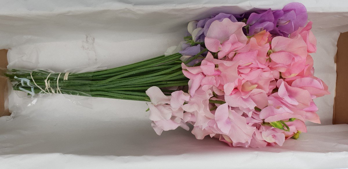 Срезанные цветы оптом Lathyrus od mix in bucket от 30шт из Голландии с доставкой по России