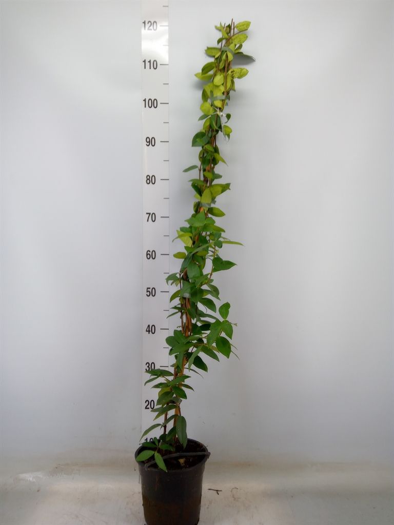 Горшечные цветы и растения оптом Trachelospermum Jasm. от 6шт из Голландии с доставкой по России