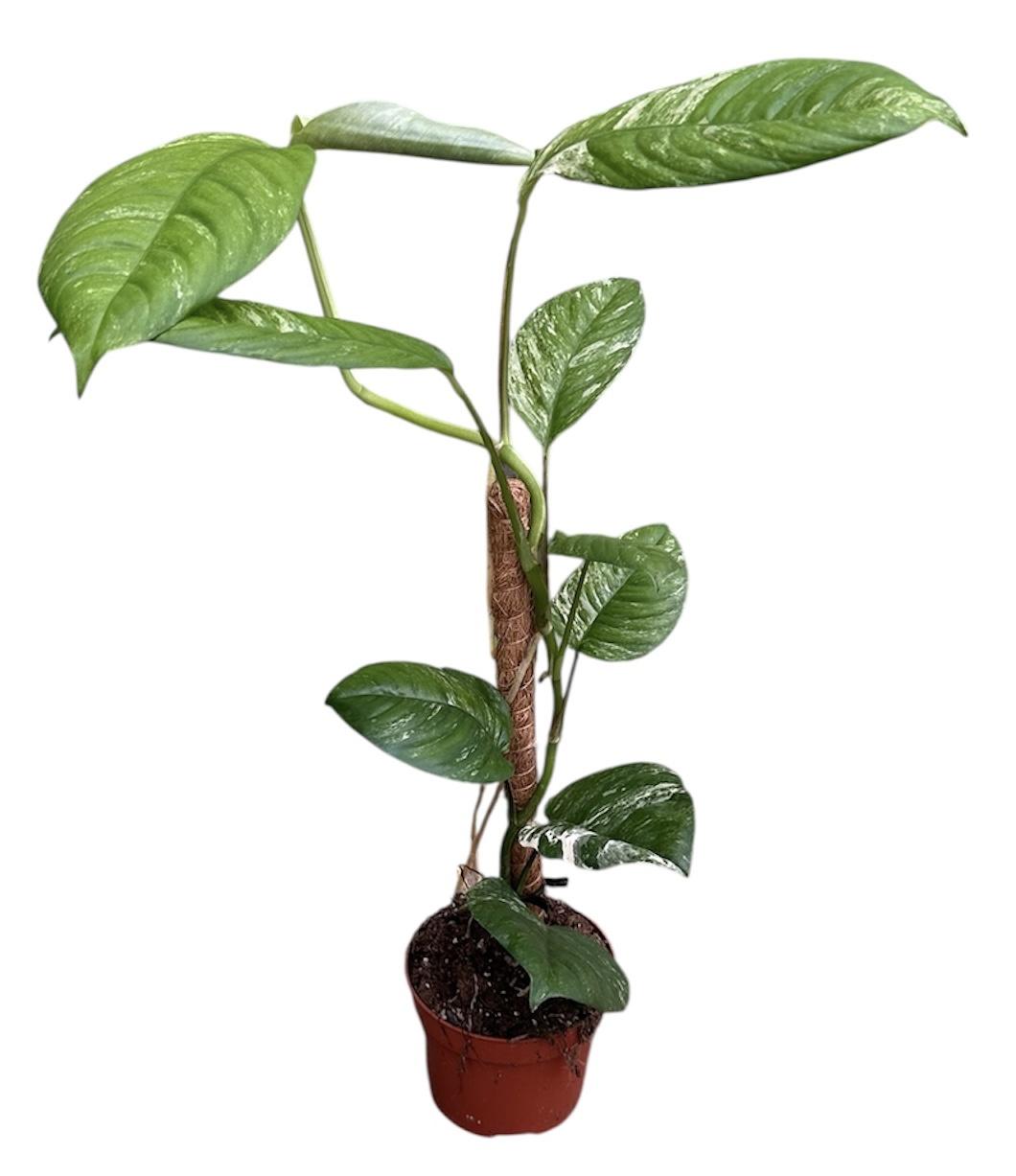 Горшечные цветы и растения оптом Rhaphidophora Puberula Variegata от 1шт из Голландии с доставкой по России