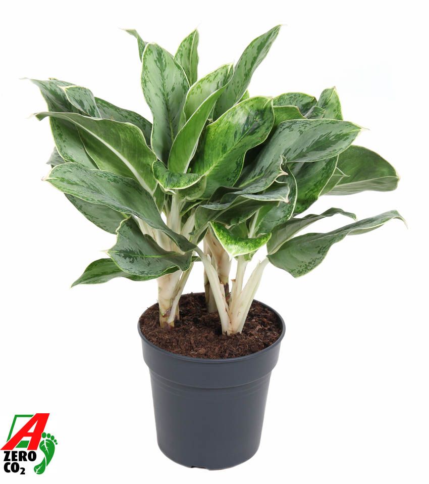 Горшечные цветы и растения оптом Aglaonema Horizon от 1шт из Голландии с доставкой по России