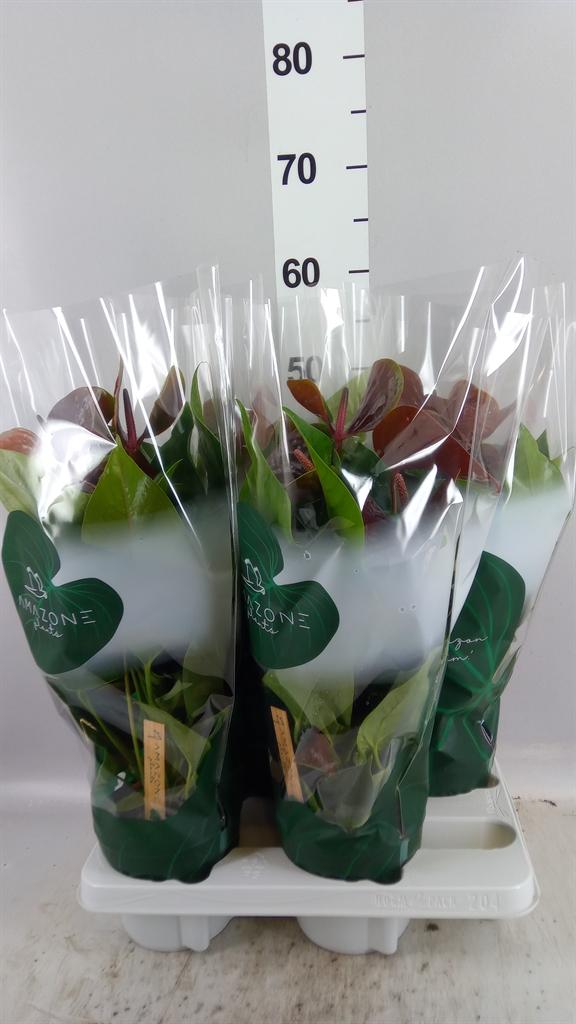 Горшечные цветы и растения оптом Anthurium Andr. essencia от 4шт из Голландии с доставкой по России