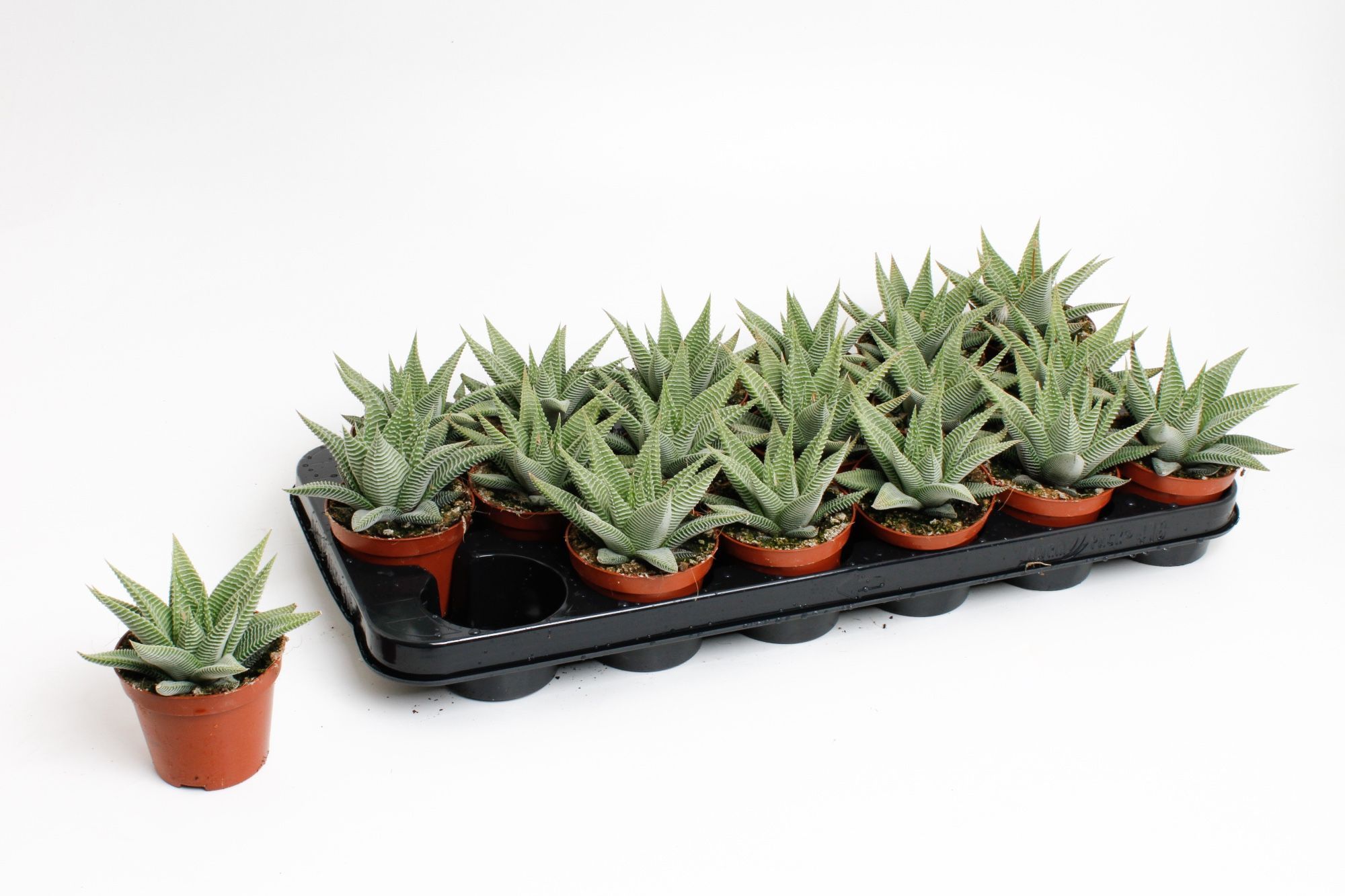 Горшечные цветы и растения оптом Hawo Li Spider White от 12шт (для телеги) из Голландии с доставкой по России