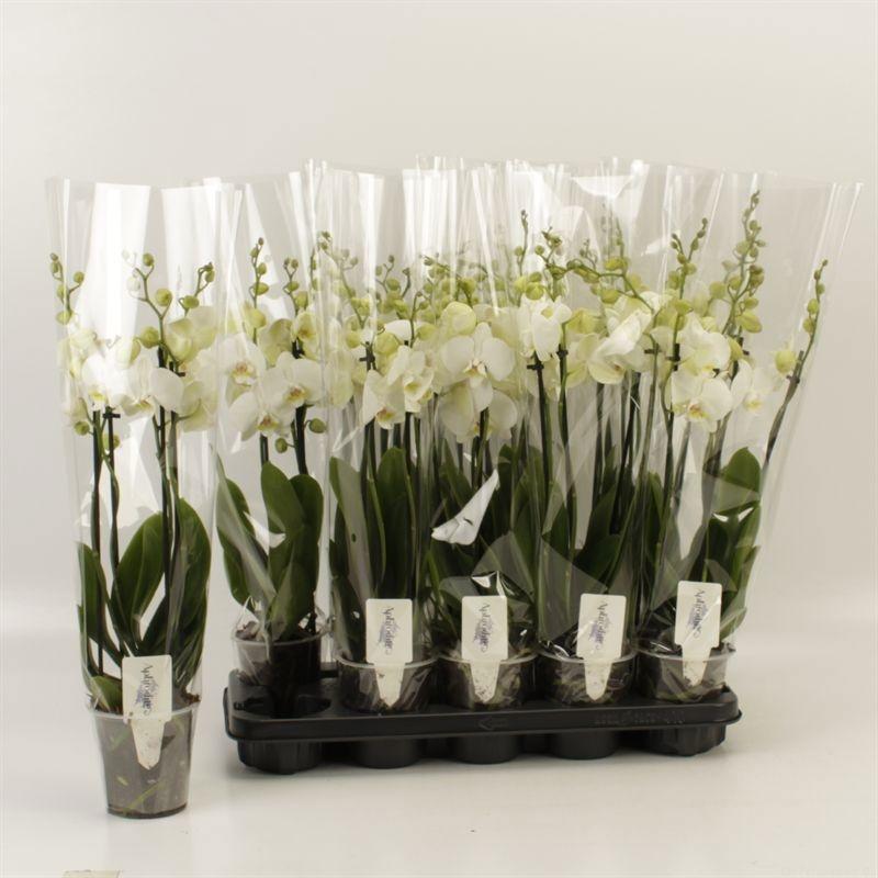 Горшечные цветы и растения оптом Phal An Inverness от 10шт из Голландии с доставкой по России