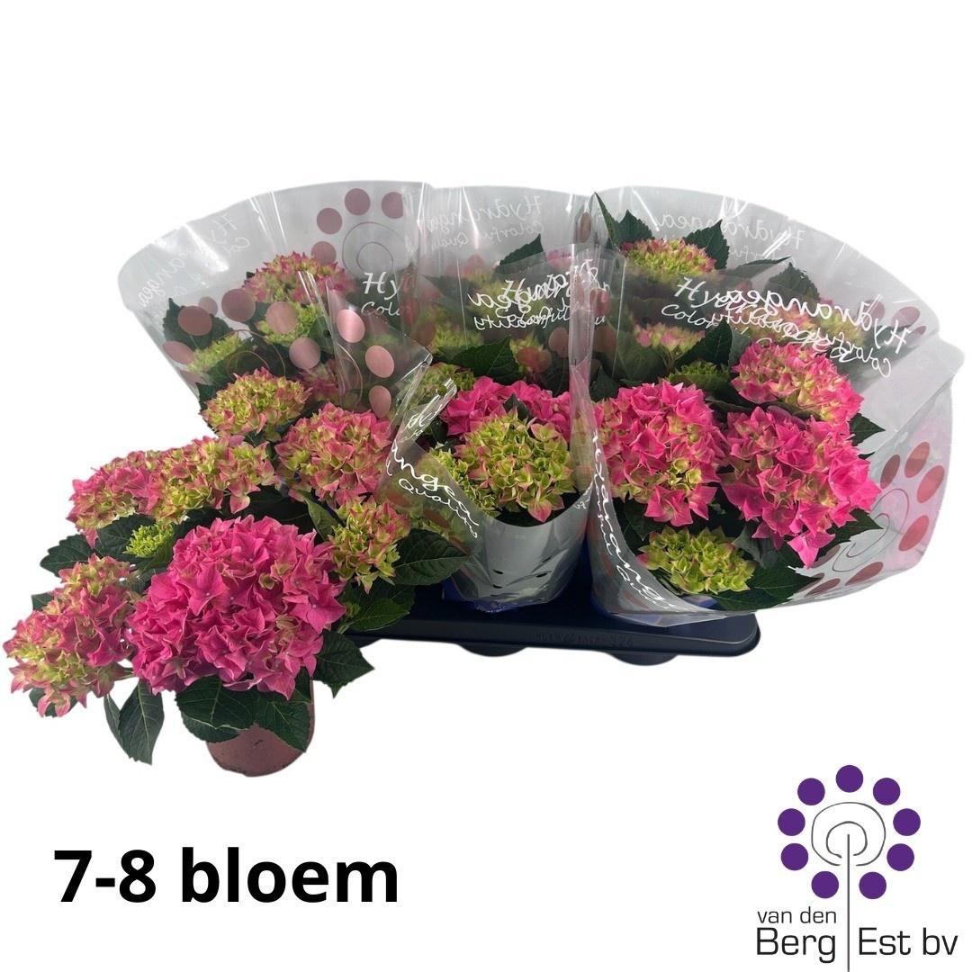 Горшечные цветы и растения оптом Hydr M Hi Meadow от 6шт из Голландии с доставкой по России