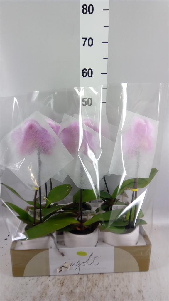 Горшечные цветы и растения оптом Phalaenopsis ... от 6шт (для телеги) из Голландии с доставкой по России