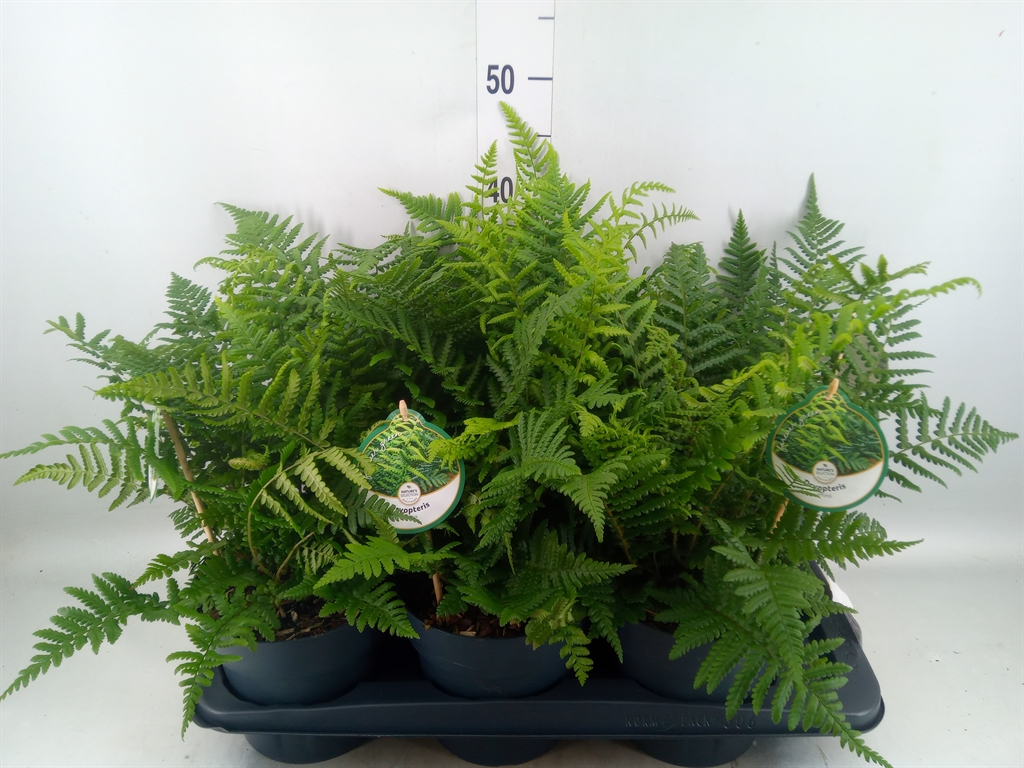 Горшечные цветы и растения оптом Dryopteris Affinis от 6шт из Голландии с доставкой по России