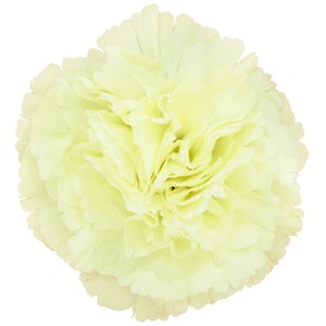 Срезанные цветы оптом Dianthus st halo от 240шт из Голландии с доставкой по России