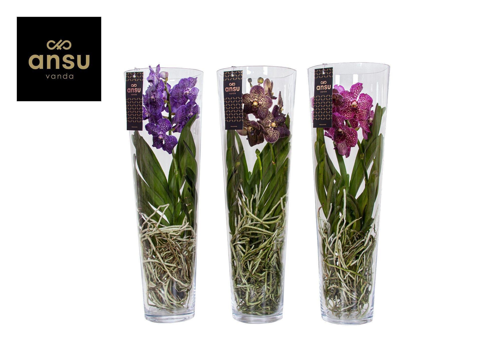 Горшечные цветы и растения оптом Vanda Lisanne 70 Mix от 1шт из Голландии с доставкой по России