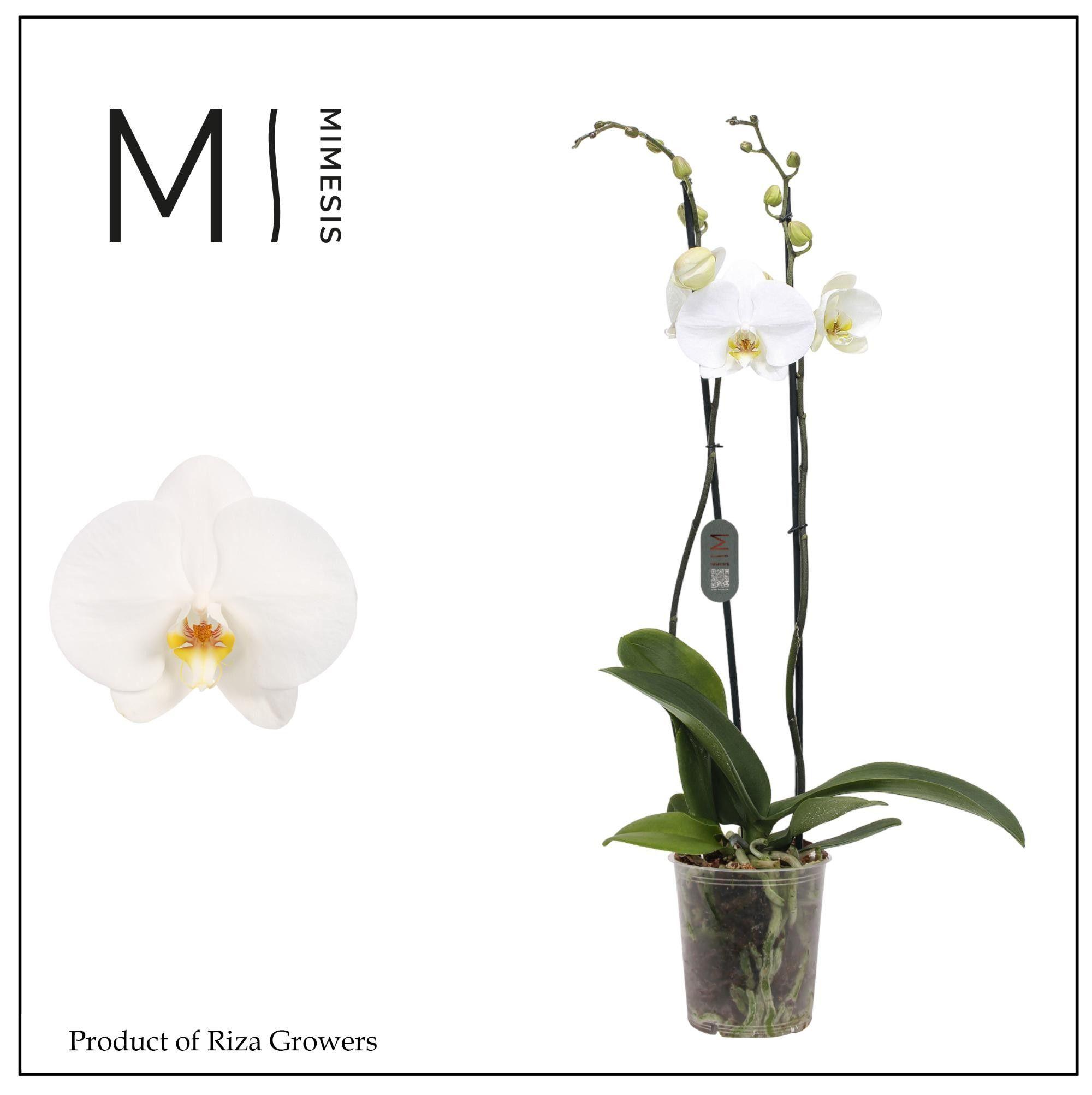 Горшечные цветы и растения оптом Phal 2st White Bigflower (mimesis) от 10шт из Голландии с доставкой по России