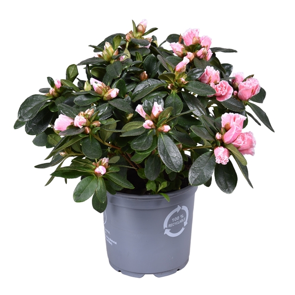 Горшечные цветы и растения оптом Azalea Vogel Inga Bicolor Pink от 8шт из Голландии с доставкой по России