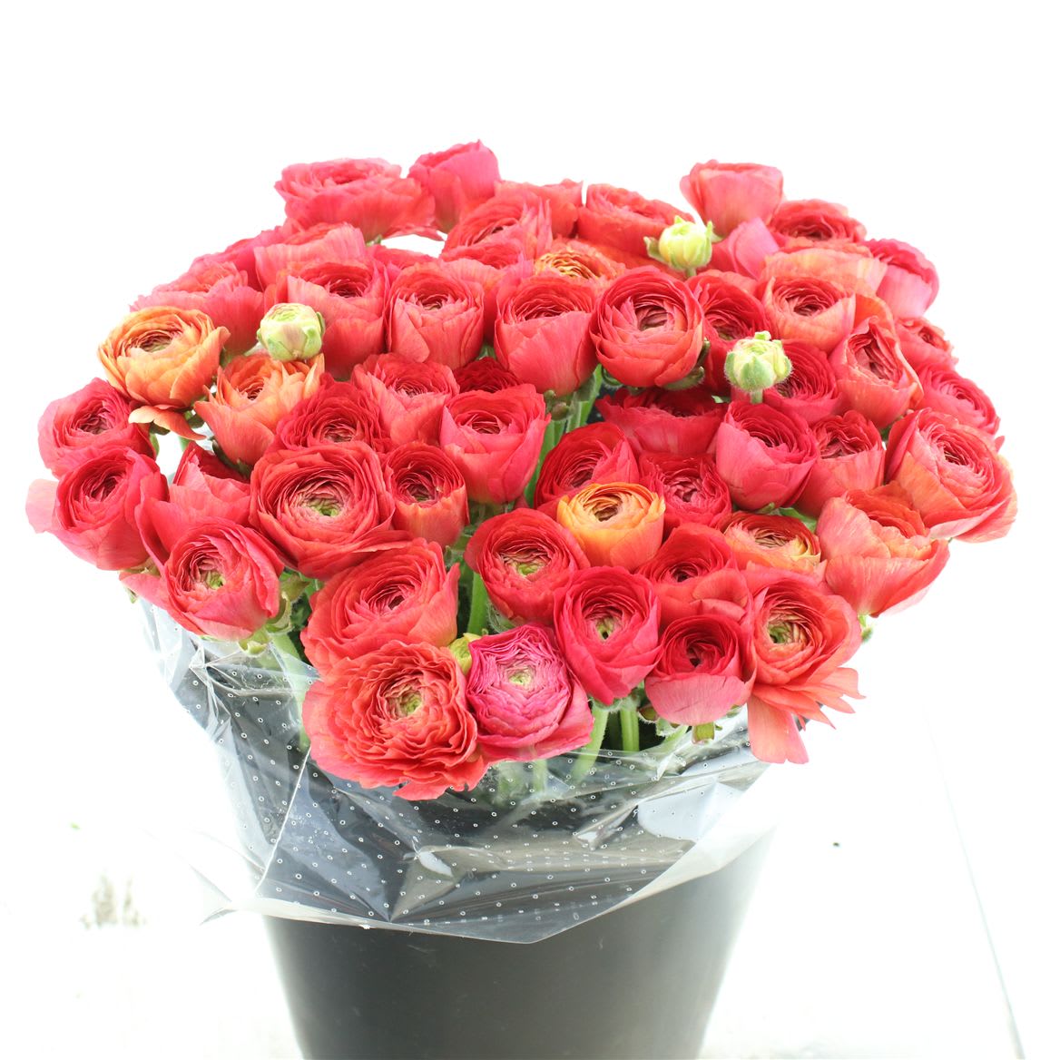 Срезанные цветы оптом Ranunculus success fragolino от 100шт из Голландии с доставкой по России