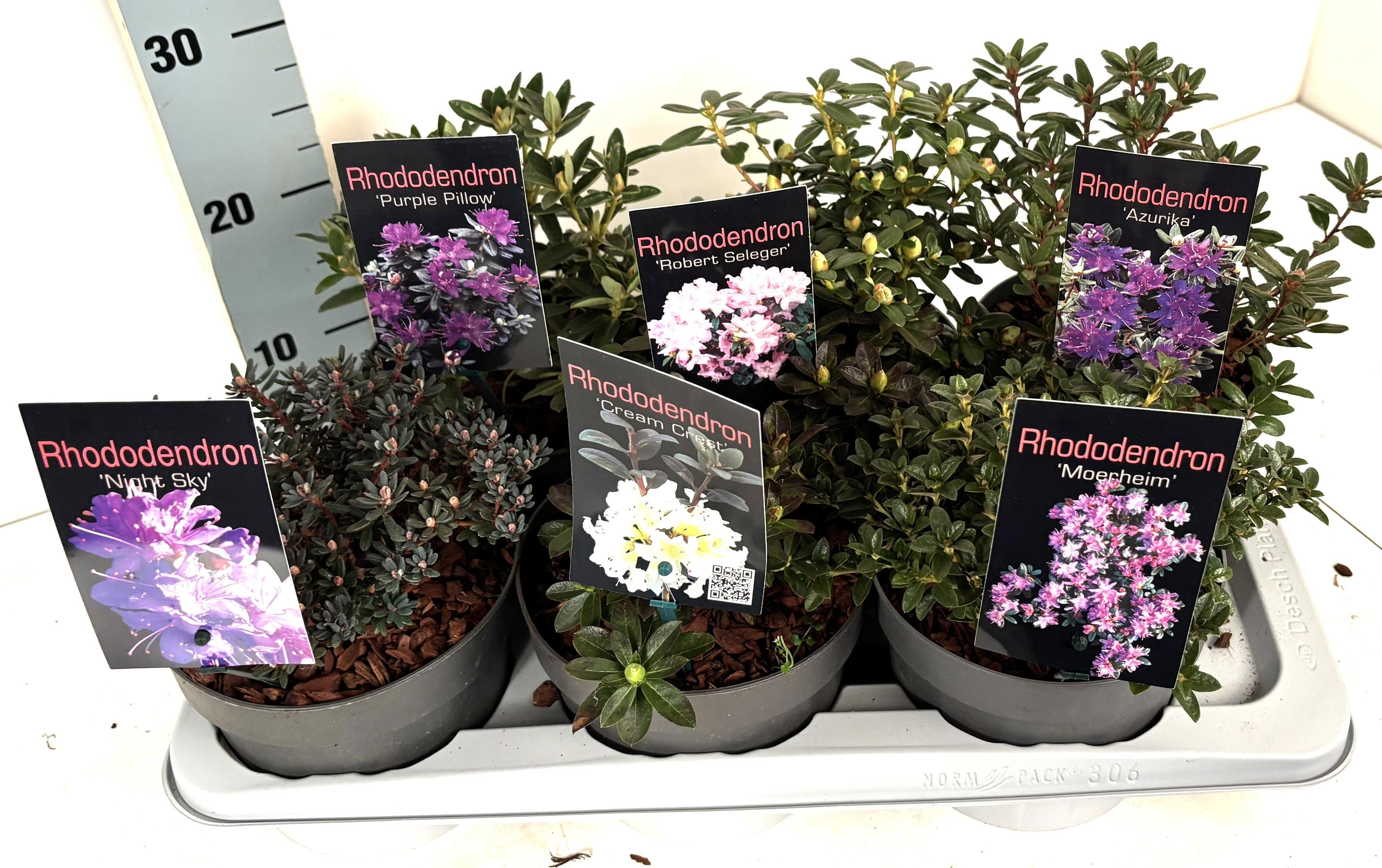 Горшечные цветы и растения оптом Rhod Gem от 6шт из Голландии с доставкой по России