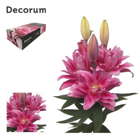 Срезанные цветы оптом Lilium or dbl roselily viola от 80шт из Голландии с доставкой по России