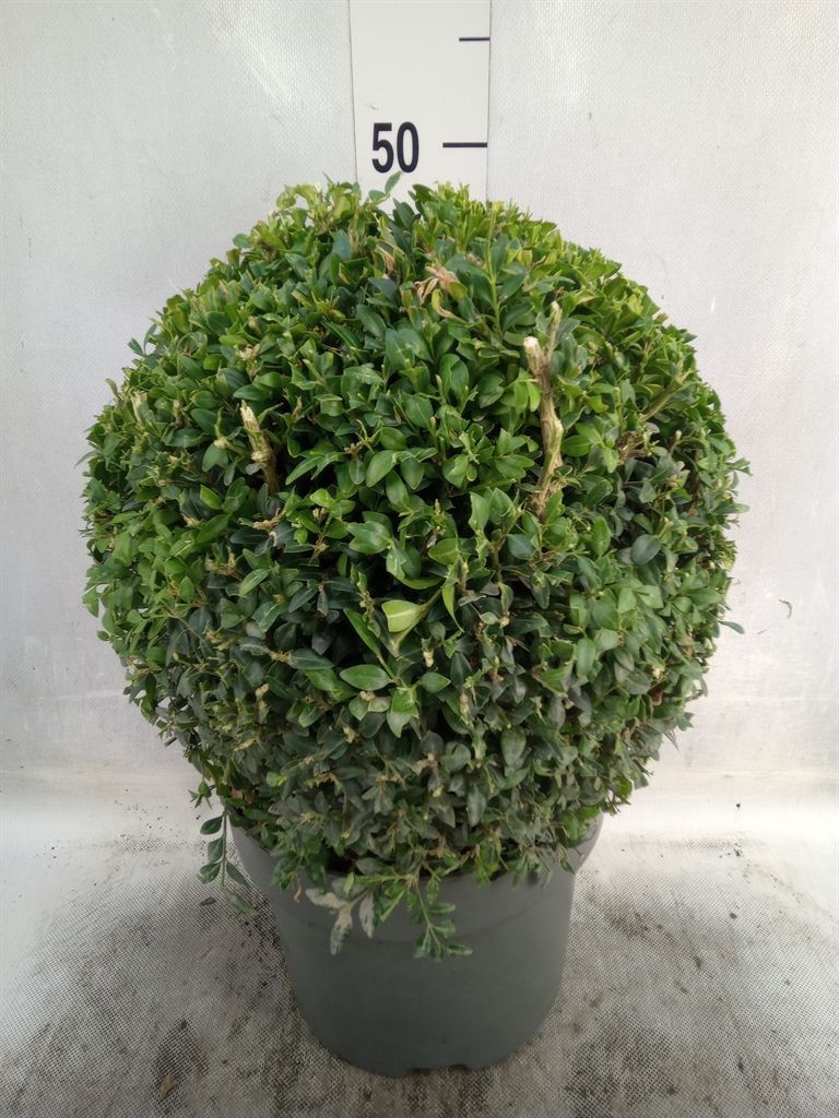 Горшечные цветы и растения оптом Buxus Semp Ball от 1шт из Голландии с доставкой по России